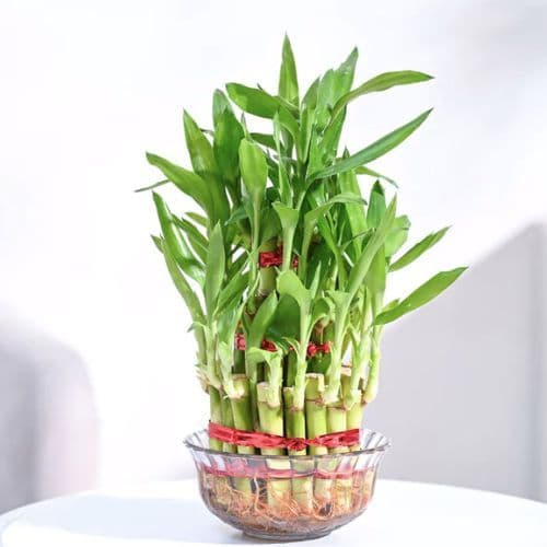 Lucky Bamboo Indoor Plant | Potted Lucky Bamboo | Home Décor Plant